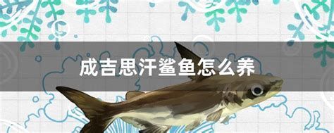 成吉思汗鯊（球鯊）魚，成吉思汗鯊怎么養-魚百科-魚百科