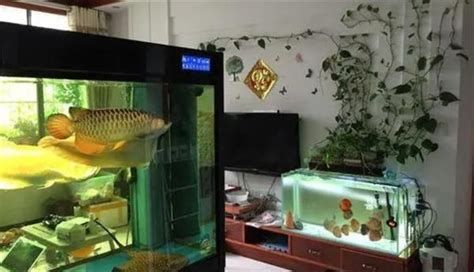 龍魚晚上關(guān)燈后多久會(huì)跳缸？，“龍魚晚上關(guān)燈后多久會(huì)跳缸”是關(guān)于龍魚跳缸的問題