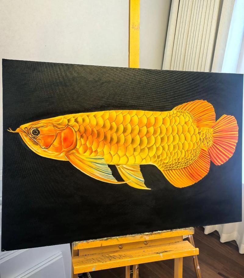 給我一張金龍魚的圖片，如何飼養金龍魚，金龍魚有哪些品種，金龍魚的價格是多少