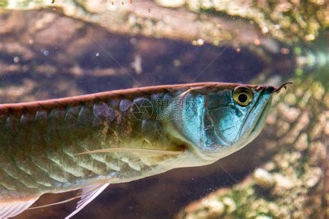 龍魚(yú)躲角落多久需要干預(yù)?,如何判斷龍魚(yú)在水族箱中的典型狀態(tài) 龍魚(yú)百科 第1張 龍魚(yú)躲角落多久需要干預(yù)?,如何判斷龍魚(yú)在水族箱中的典型狀態(tài) 龍魚(yú)躲角落多久需要干預(yù)?,如何判斷龍魚(yú)在水族箱中的典型狀態(tài) 龍魚(yú)百科 第1張
