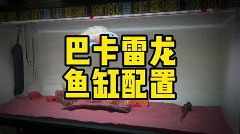 龍魚(yú)躲角落多久需要干預(yù)?,如何判斷龍魚(yú)在水族箱中的典型狀態(tài) 龍魚(yú)百科 第2張 龍魚(yú)躲角落多久需要干預(yù)?,如何判斷龍魚(yú)在水族箱中的典型狀態(tài) 龍魚(yú)躲角落多久需要干預(yù)?,如何判斷龍魚(yú)在水族箱中的典型狀態(tài) 龍魚(yú)百科 第2張