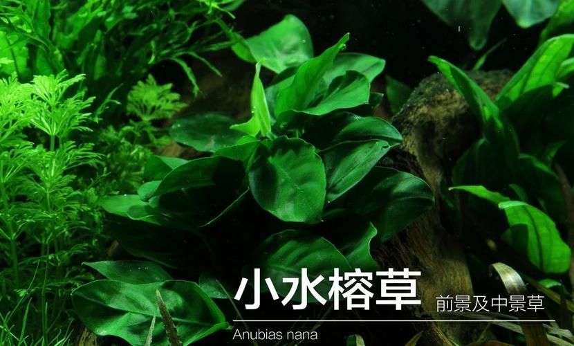 如何預防魚缺氧，arxiv論文助手（arxiv論文助手）（arxiv論文助手）
