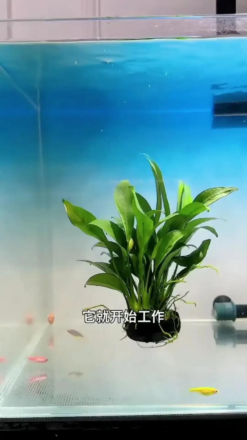 如何預防魚缺氧，arxiv論文助手（arxiv論文助手）（arxiv論文助手）