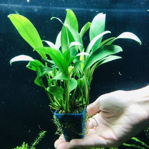如何預防魚缺氧，arxiv論文助手（arxiv論文助手）（arxiv論文助手）
