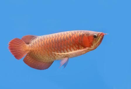 祥龍魚場有社交媒體嗎？，祥龍魚場社交媒體清單