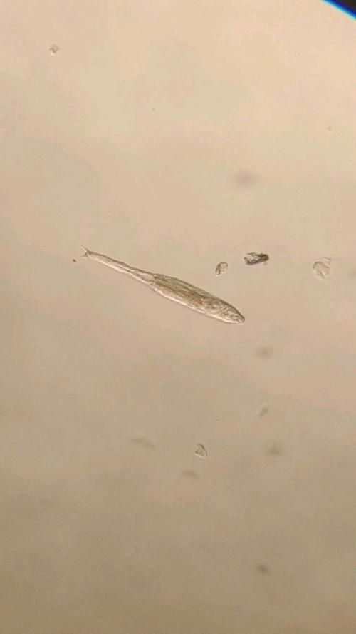 如何防治魚類寄生蟲，arxiv論文助手arxiv論文助手（arxiv論文助手”