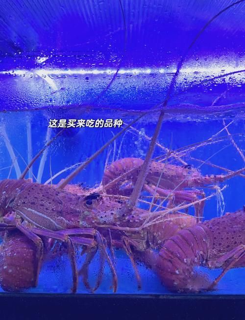 新加坡漁場有哪些知名品牌，新加坡海鮮品牌有哪些？