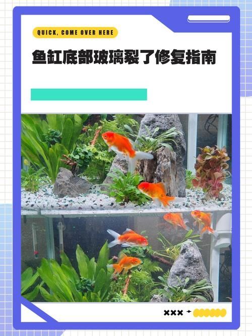 如何預防觀賞魚受傷，arxiv論文助手預防觀賞魚受傷的核心信息