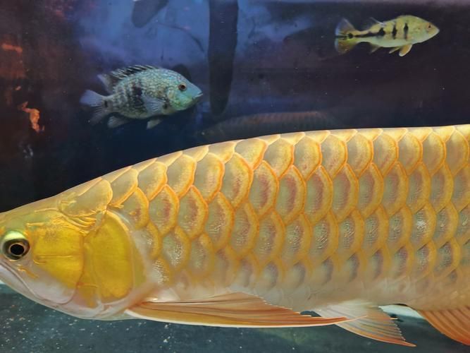 如何鑒別祥龍超血紅龍魚的真?zhèn)危浚辇埑t龍魚真?zhèn)舞b別指南