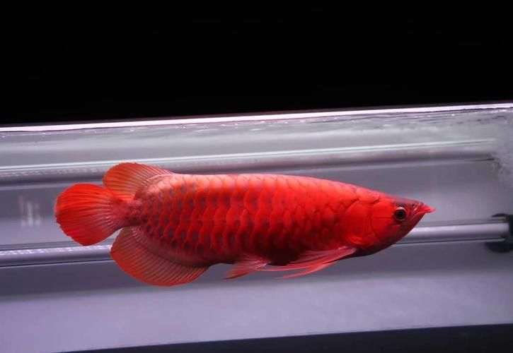 紅龍魚什么顏色最貴，紅龍魚的顏色和價格 紅龍魚什么顏色最貴，紅龍魚的顏色和價格 龍魚百科 第9張