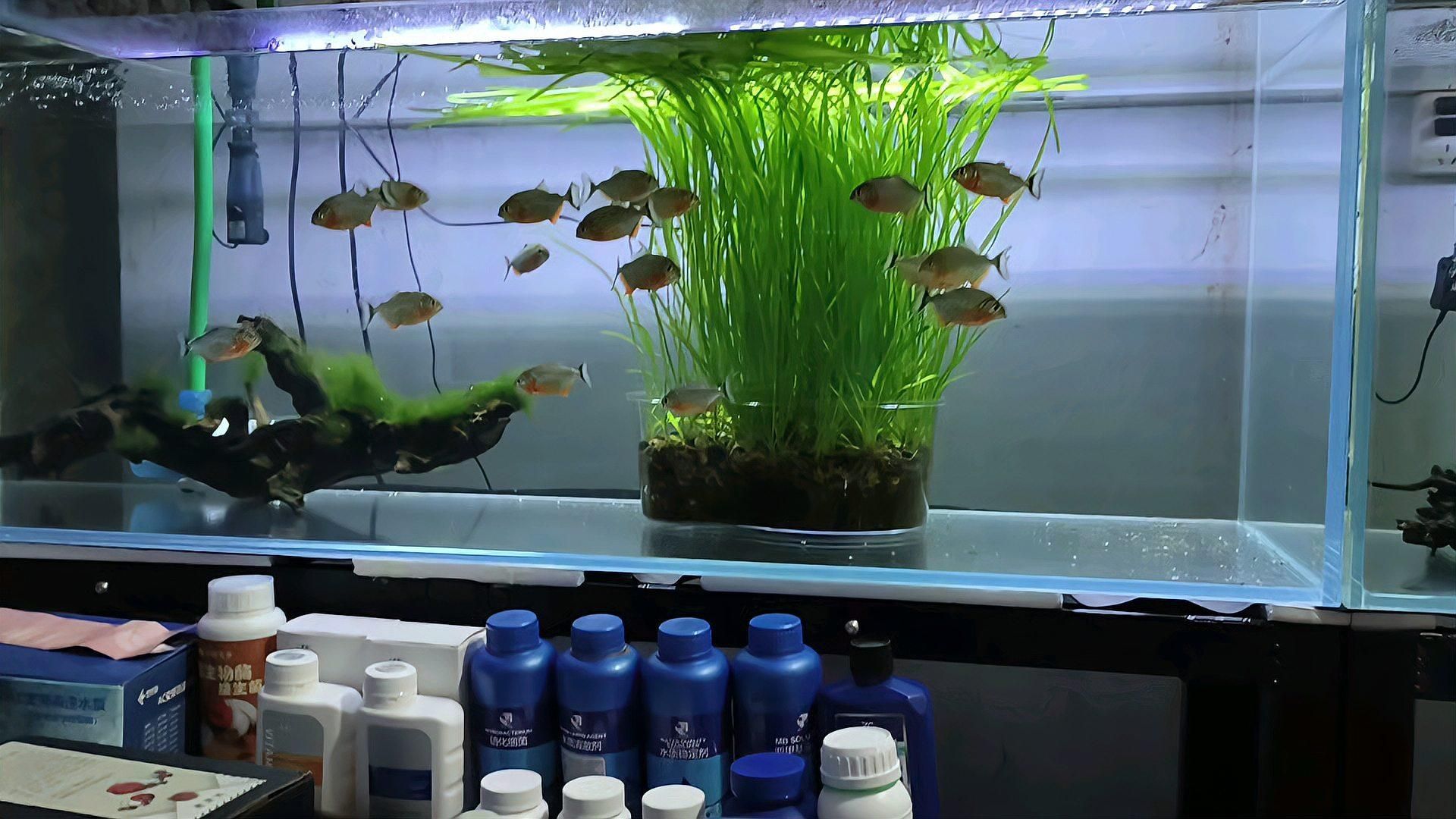 1米2魚缸養金龍需要多大的水體？，1.2米魚缸養金龍魚需要哪些設備？