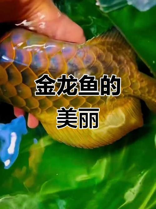 給我一些區分過背和高背的金龍魚圖片，如何區分過背和高背金龍魚 給我一些區分過背和高背的金龍魚圖片，如何區分過背和高背金龍魚 龍魚百科 第6張