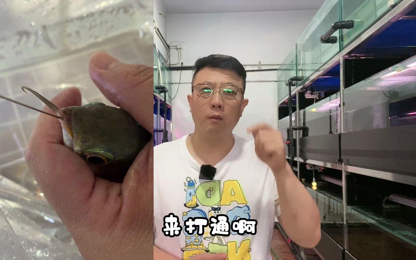 龍魚胡須斷了需要多久恢復，嗶哩嗶哩龍魚胡須斷了需要多久恢復時間取決于許多因素