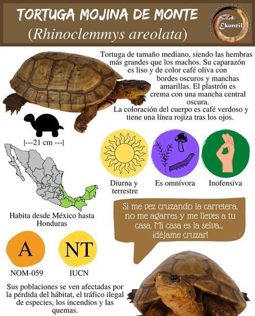 如何判斷動物是否適合混養，紅綠燈魚詳解如何判斷動物是否適合混養的核心知識 如何判斷動物是否適合混養，紅綠燈魚詳解如何判斷動物是否適合混養的核心知識 龍魚百科 第1張
