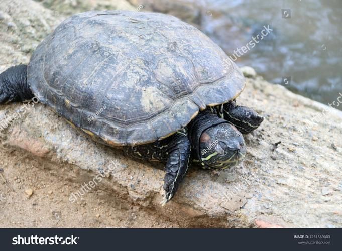 如何判斷動物是否適合混養，紅綠燈魚詳解如何判斷動物是否適合混養的核心知識 如何判斷動物是否適合混養，紅綠燈魚詳解如何判斷動物是否適合混養的核心知識 龍魚百科 第4張