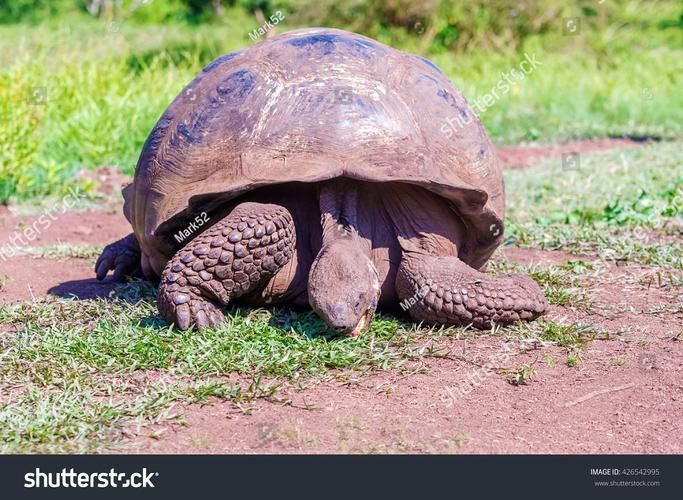 如何判斷動物是否適合混養，紅綠燈魚詳解如何判斷動物是否適合混養的核心知識 如何判斷動物是否適合混養，紅綠燈魚詳解如何判斷動物是否適合混養的核心知識 龍魚百科 第3張