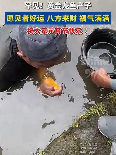 有哪些高清的龍魚視頻推薦？ 有哪些高清的龍魚視頻推薦？ 龍魚百科 第3張