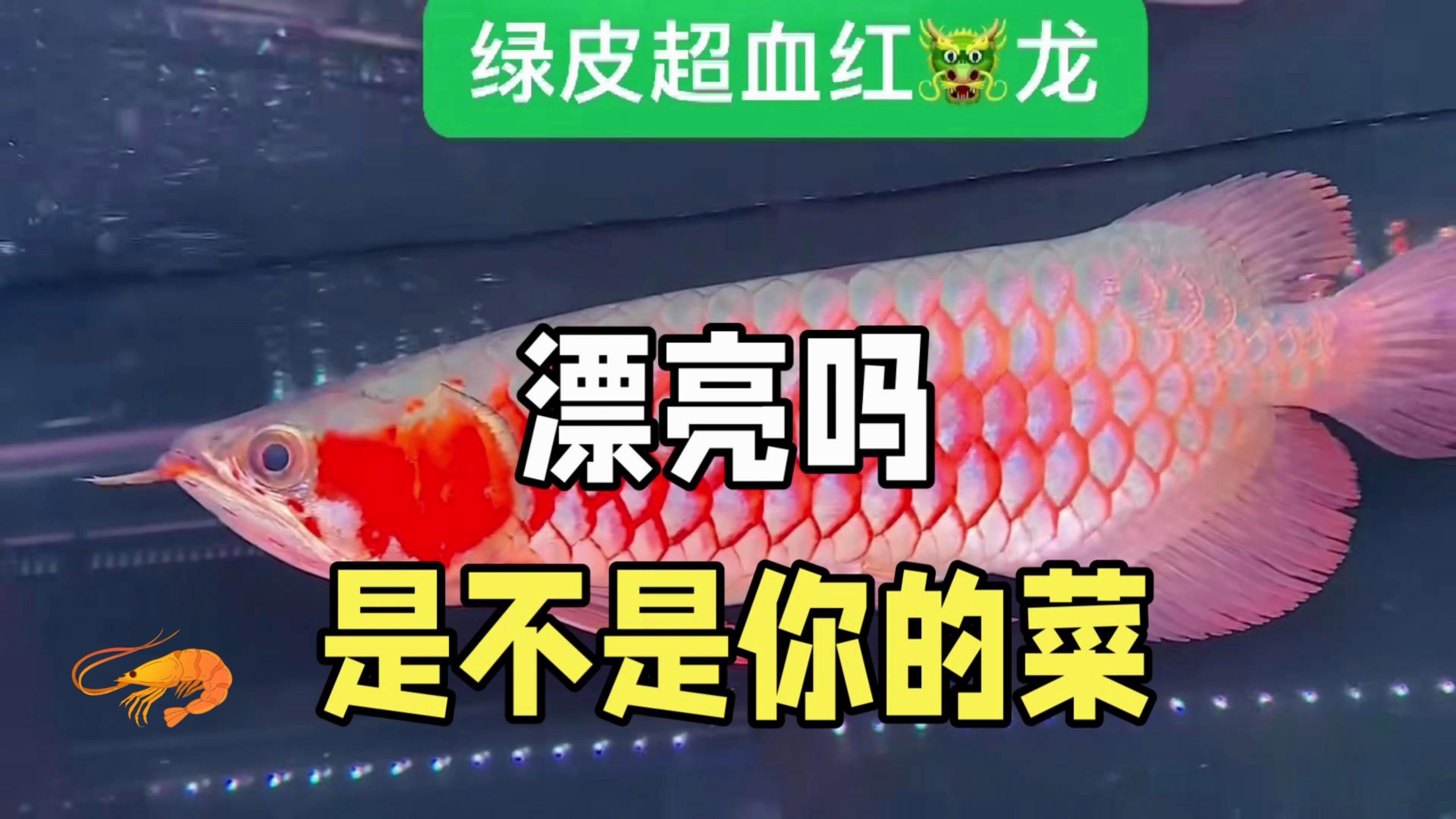 有哪些高清的龍魚視頻推薦？ 有哪些高清的龍魚視頻推薦？ 龍魚百科 第2張