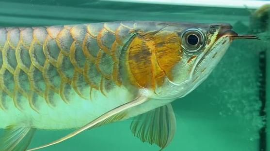 鯊魚嘴龍魚的價格是多少？，鯊魚嘴龍魚價格在100元至300元人民幣以上，如何辨別真假鯊魚嘴龍魚