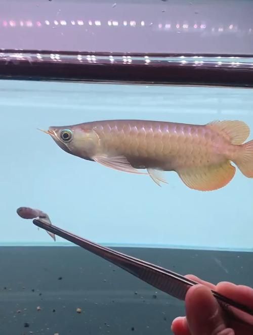 鯊魚嘴龍魚的價格是多少？，鯊魚嘴龍魚價格在100元至300元人民幣以上，如何辨別真假鯊魚嘴龍魚