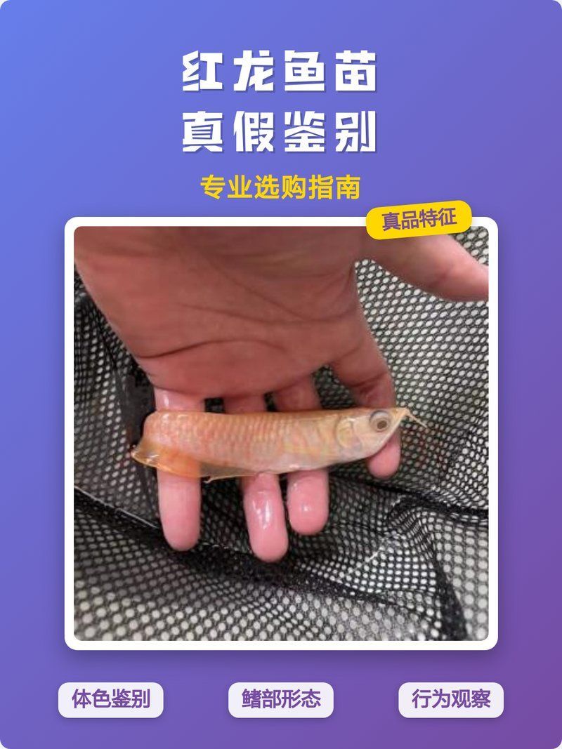 如何辨別紅龍魚品牌的真偽？，如何辨別紅龍魚的真偽