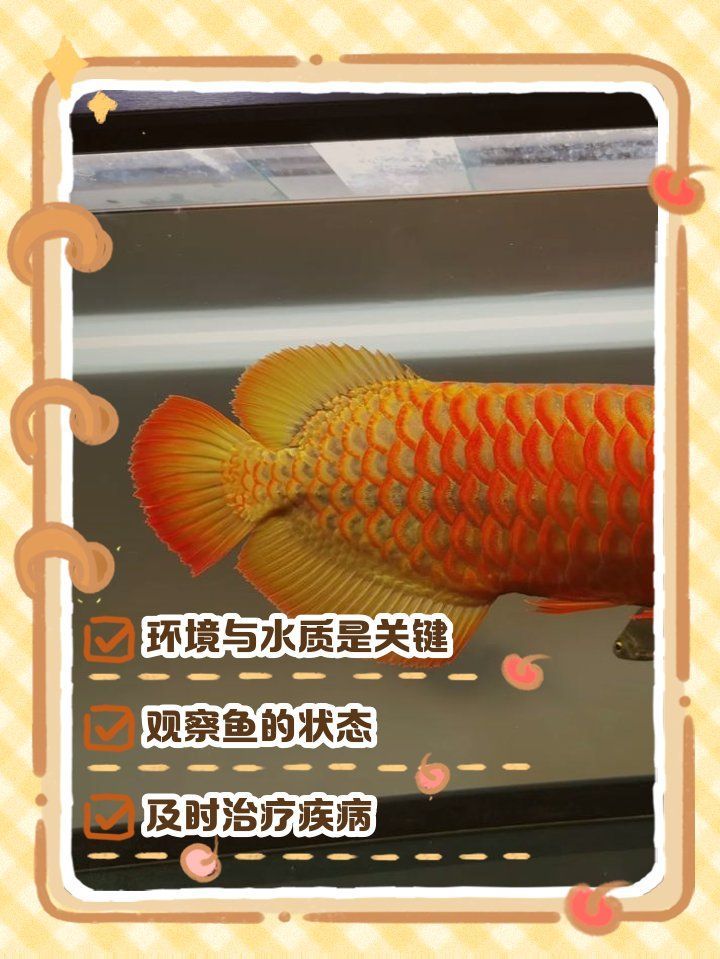 龍魚病后如何恢復活力和食欲？，龍魚病后恢復7日喂養計劃表