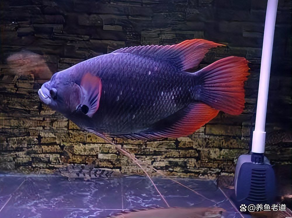 龍魚寄生蟲(chóng)最怕的三樣?xùn)|西，龍魚寄生蟲(chóng)最怕的三樣?xùn)|西并要求1000字內(nèi)容和配圖 龍魚寄生蟲(chóng)最怕的三樣?xùn)|西，龍魚寄生蟲(chóng)最怕的三樣?xùn)|西并要求1000字內(nèi)容和配圖 龍魚百科 第9張