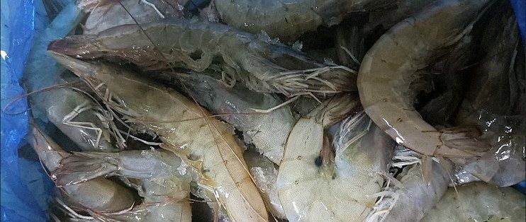 基圍蝦有哪些常見的烹飪方法，基圍蝦原汁原味的烹飪方法簡單快捷的烹飪方法以保留鮮味和營養