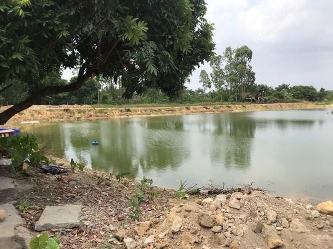 給我推薦一些廣東的釣觀魚地點，廣東釣觀魚的最佳季節