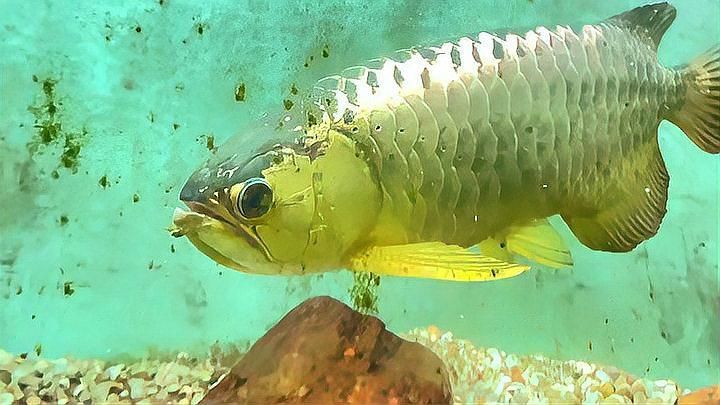 金頭過背金龍魚炮頭好還是，金頭過背金龍魚怎么樣？