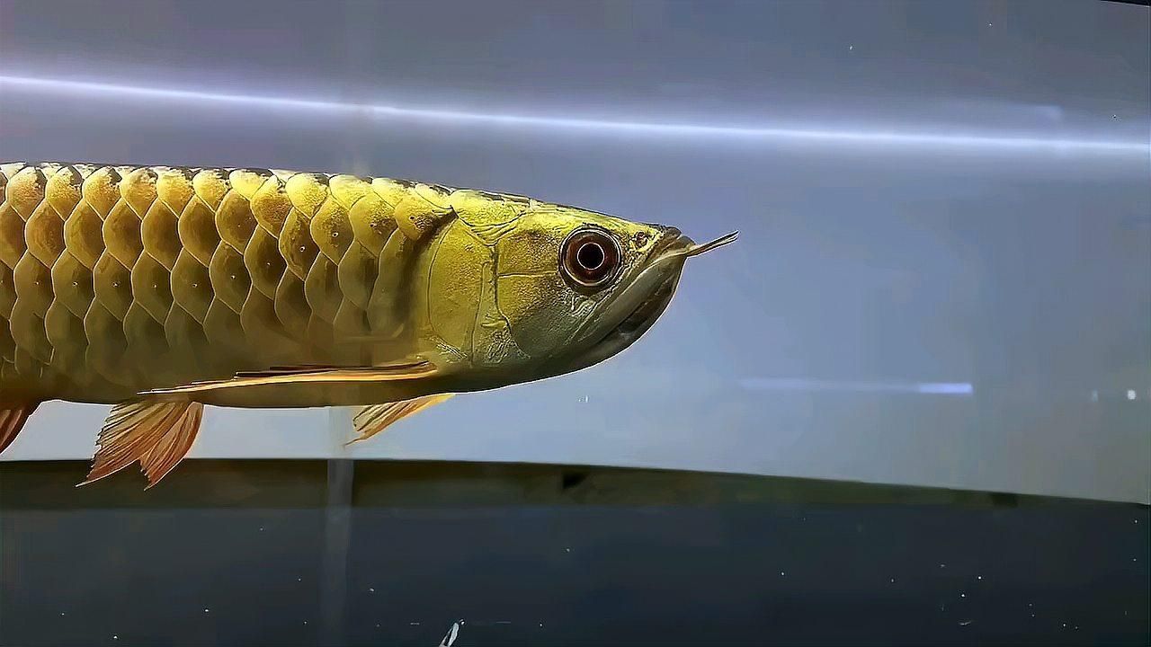 金頭過背金龍魚炮頭好還是，金頭過背金龍魚怎么樣？