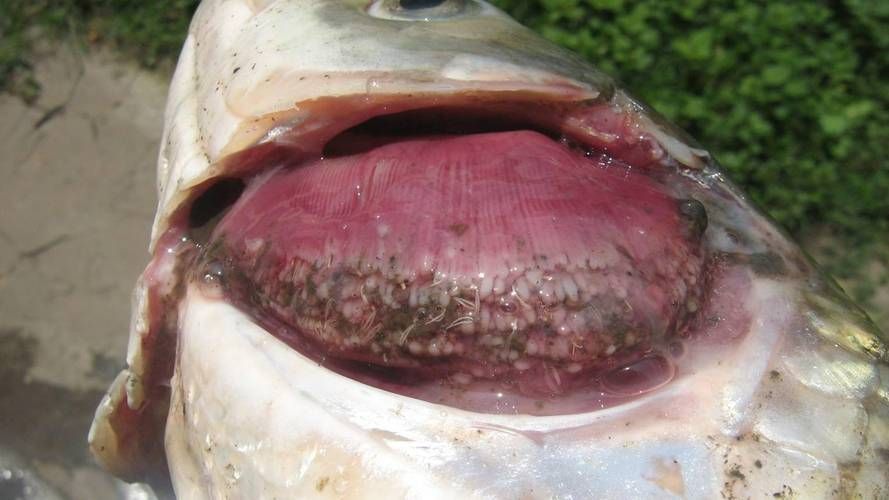 如何預防魚得爛鰓病，中草藥預防魚類爛鰓病