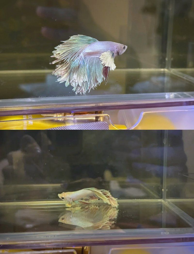 龍魚燒尾多久會(huì)恢復(fù)健康？，如何判斷龍魚燒尾是否好轉(zhuǎn)？
