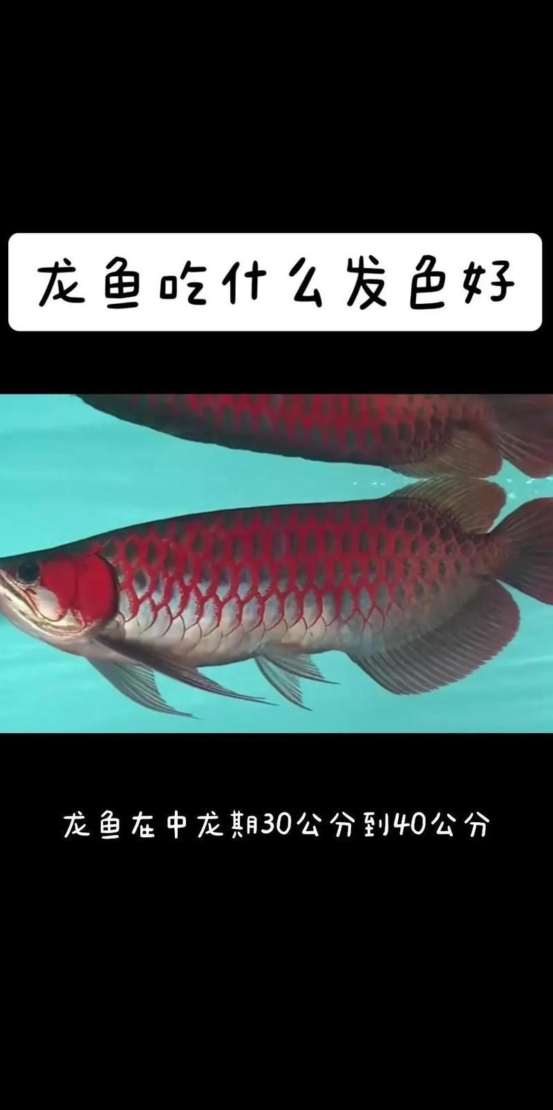 40公分金龍魚喂食多少，40公分金龍魚多久換一次水40公分金龍魚喂養(yǎng)指南