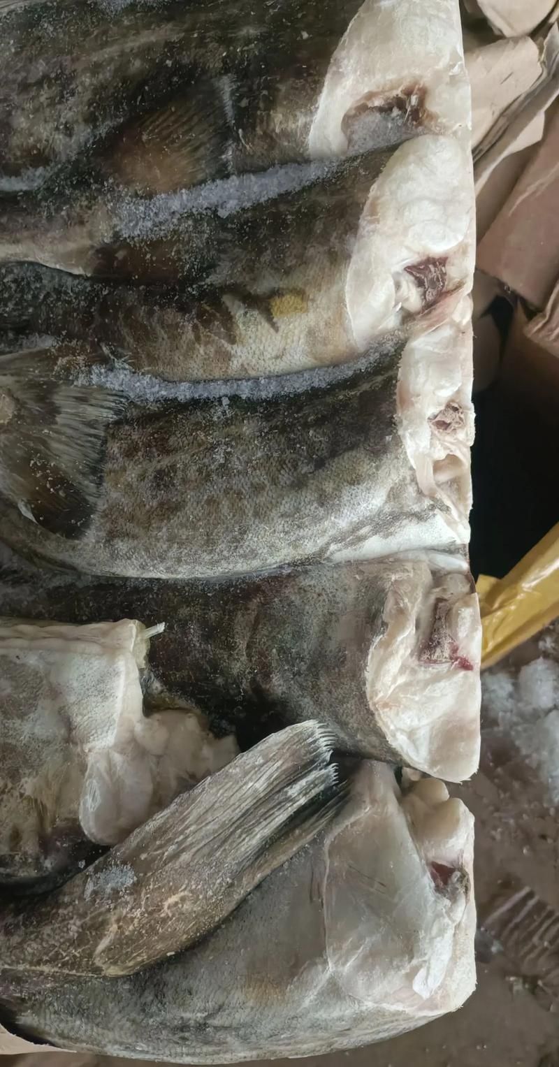 黃河鱈和龍魚有什么區別？，黃河鱈與龍魚的區別