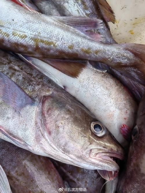 黃河鱈和龍魚有什么區別？，黃河鱈與龍魚的區別