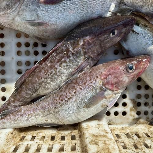 黃河鱈和龍魚有什么區別？，黃河鱈與龍魚的區別