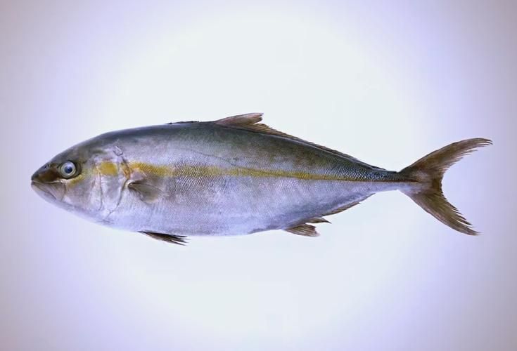 黃河鱈和龍魚有什么區別？，黃河鱈與龍魚的區別