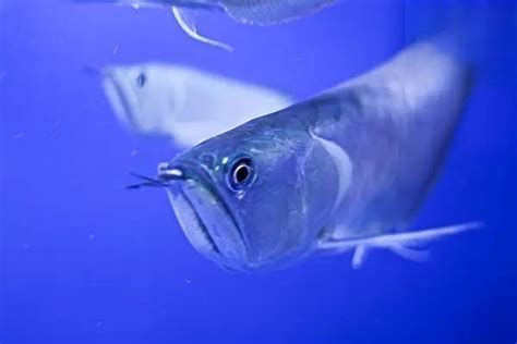 銀龍魚鱗片脫落會感染嗎？，銀龍魚受傷及脫鱗的典型狀態(tài)及處理過程中注意事項