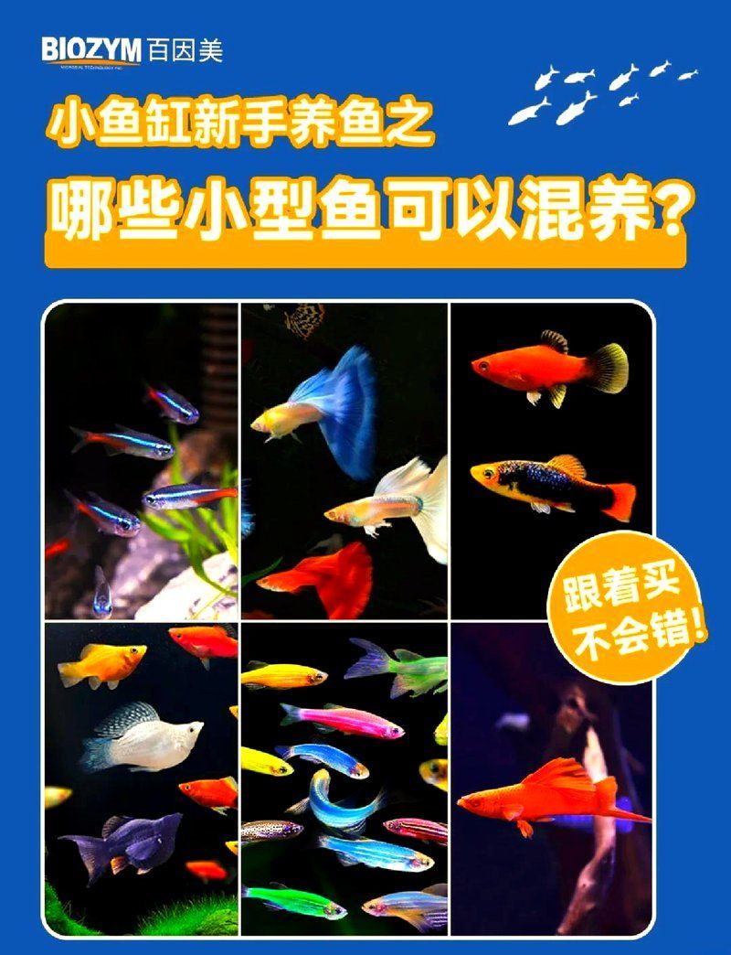 有哪些魚種可以混養在一起，混養觀賞魚有哪些？