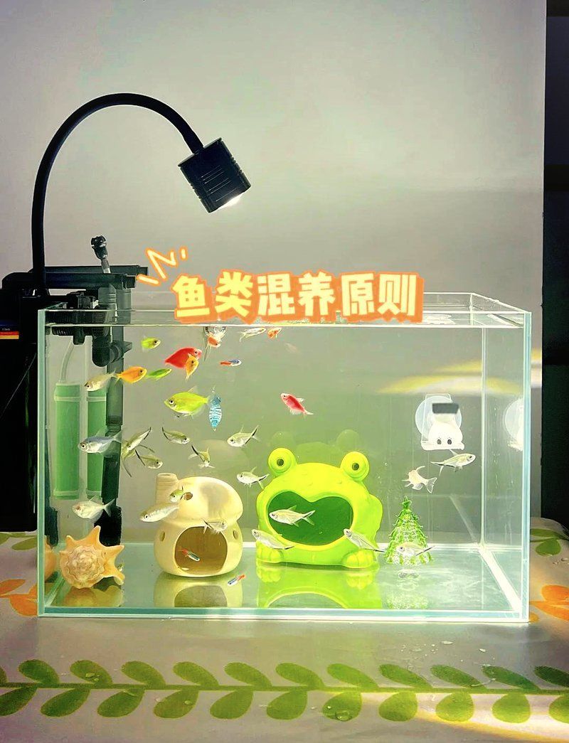 有哪些魚種可以混養在一起，混養觀賞魚有哪些？