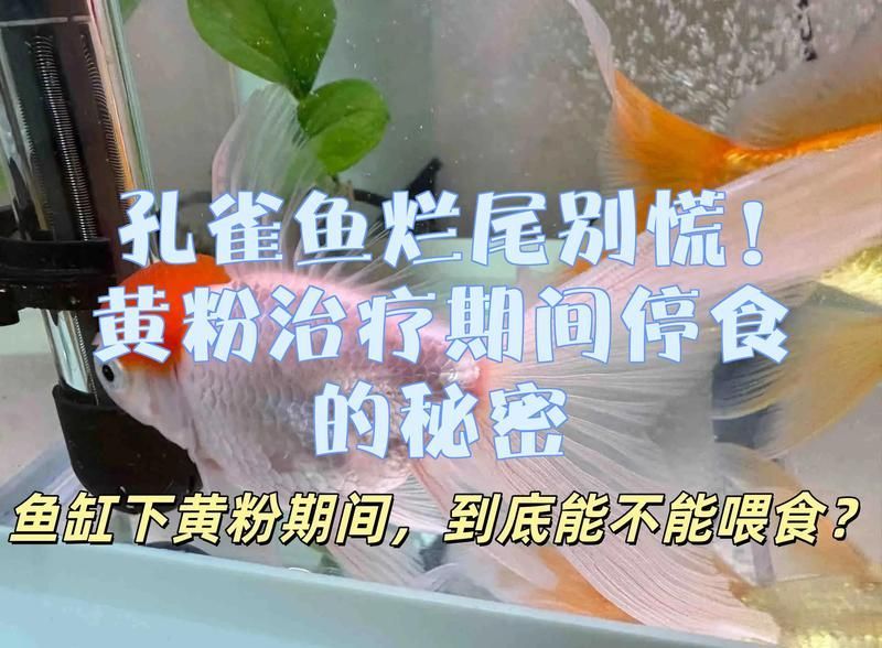 爛尾魚治療期間需要停食嗎，爛尾魚在治療期間需要停食嗎？