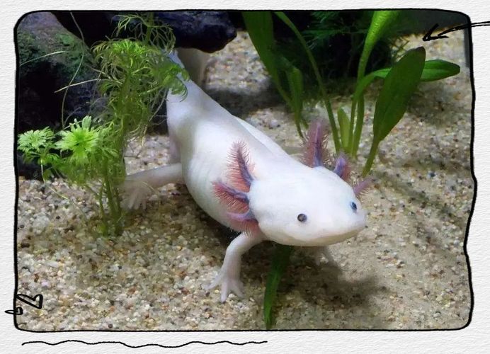 如何優化飼養環境以促進六腳恐龍魚生長？，六腳恐龍魚的飼養技術