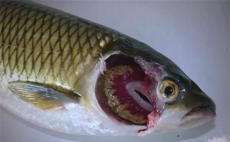 鰓蓋腐爛最簡單三個步驟圖片，魚缸鰓蓋腐爛怎么辦