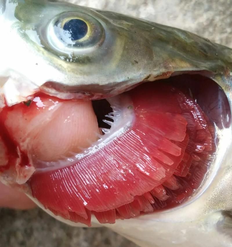 鰓蓋腐爛最簡單三個步驟圖片，魚缸鰓蓋腐爛怎么辦