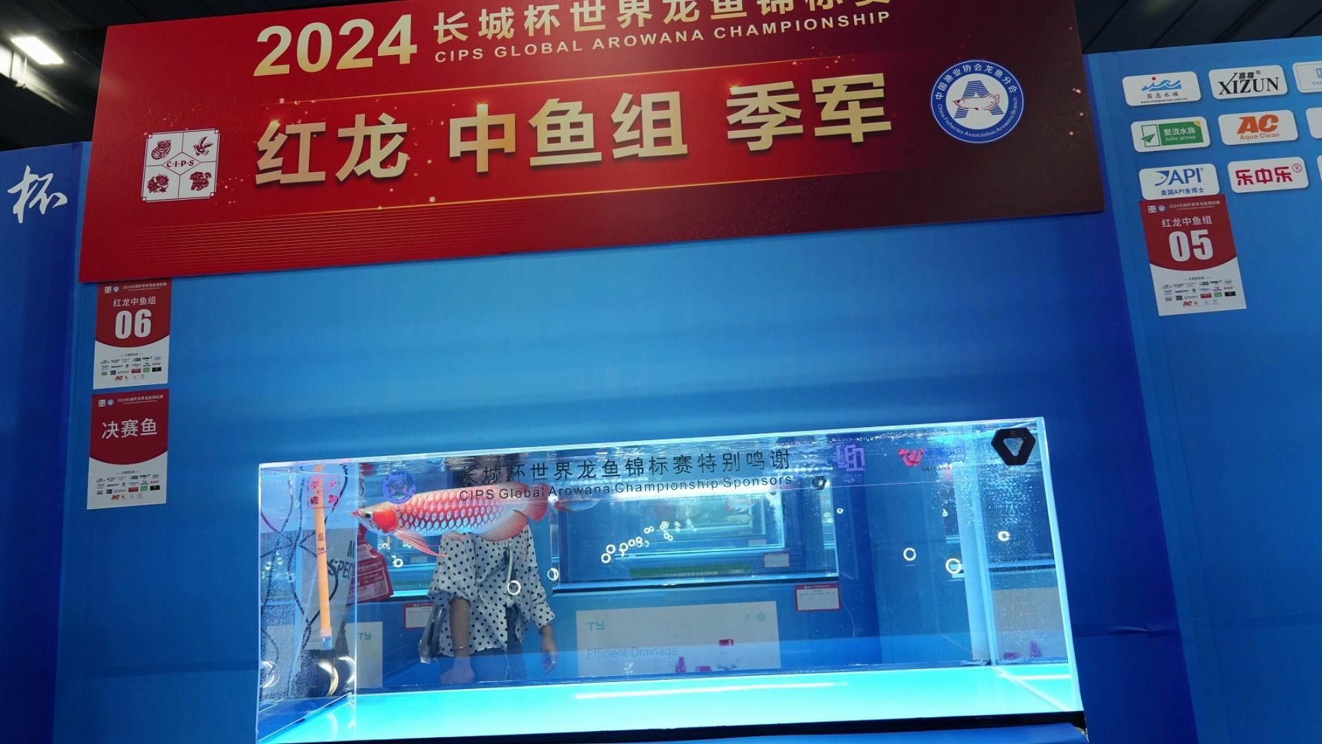 有哪些著名的紅龍魚賽事，2024年長城杯龍魚大賽全紀錄(嗶哩嗶哩嗶哩