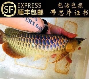 哪里可以購買到正宗的龍魚魚苗，如何挑選正宗的龍魚魚苗
