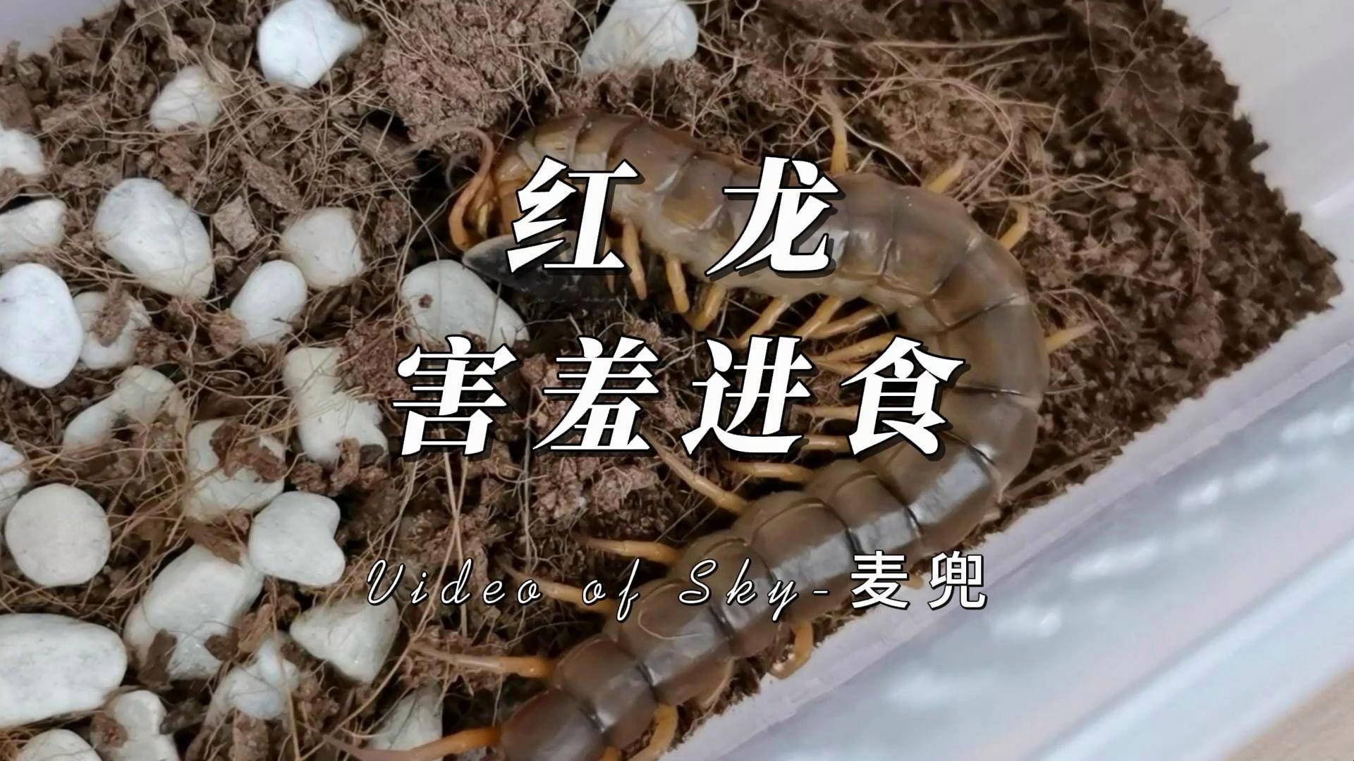 紅龍魚喂食后多久會吃完，紅龍魚喂食后多久會吃完，紅龍魚多久喂食一次合適