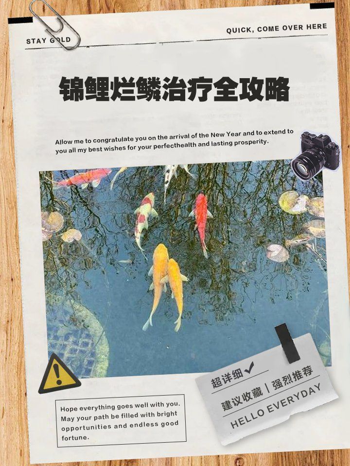 錦鯉爛身能完全治愈嗎，如何判斷錦鯉爛身？