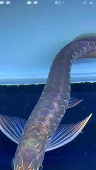 古典藍底過背金龍魚圖片，古典藍底過背金龍魚